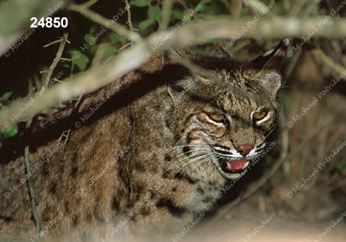 Bobcat (Lynx rufus)